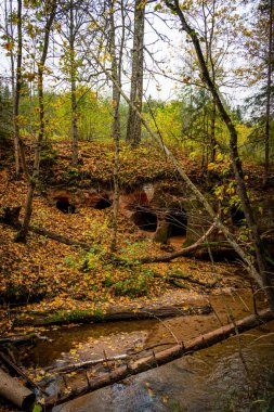 Litvanya 'nın Ligatne nehri kıyısındaki kum taşı mağaraları. Bulutlu bir sonbahar günü Litvanya' nın Ligatne kenti yakınlarında düşen yapraklar ve ağaçlar.