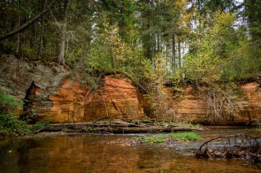 Ligatne nehri kıyısındaki kumtaşı kayalıkları Ligatne, Letonya yakınlarında düşen yapraklar ve ağaçlarla birlikte manzaralı ormanda yürüyüş parkurunda.