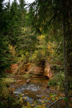 Ligatne nehri kıyısındaki kumtaşı kayalıkları Ligatne, Letonya yakınlarında düşen yapraklar ve ağaçlarla birlikte manzaralı ormanda yürüyüş parkurunda.