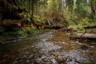 Ligatne nehri bulutlu bir sonbahar günü Letonya 'nın Ligatne kenti yakınlarında düşen yapraklar ve ağaçlarla birlikte manzaralı ormandan akıyor.
