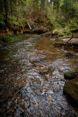 Ligatne nehri bulutlu bir sonbahar günü Letonya 'nın Ligatne kenti yakınlarında düşen yapraklar ve ağaçlarla birlikte manzaralı ormandan akıyor.