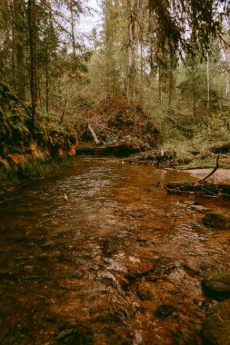 Ligatne nehri bulutlu bir sonbahar günü Letonya 'nın Ligatne kenti yakınlarında düşen yapraklar ve ağaçlarla birlikte manzaralı ormandan akıyor.