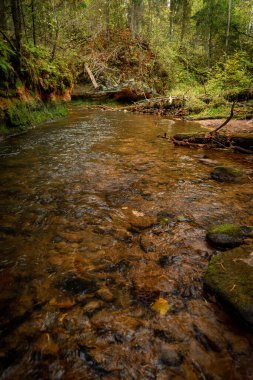 Ligatne nehri bulutlu bir sonbahar günü Letonya 'nın Ligatne kenti yakınlarında düşen yapraklar ve ağaçlarla birlikte manzaralı ormandan akıyor.