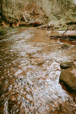 Ligatne nehri bulutlu bir sonbahar günü Letonya 'nın Ligatne kenti yakınlarında düşen yapraklar ve ağaçlarla birlikte manzaralı ormandan akıyor.