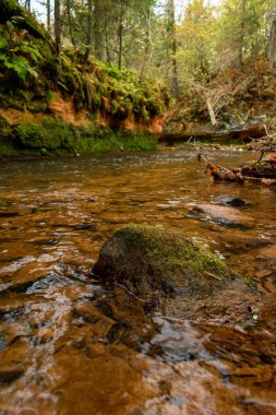 Ligatne nehri bulutlu bir sonbahar günü Letonya 'nın Ligatne kenti yakınlarında düşen yapraklar ve ağaçlarla birlikte manzaralı ormandan akıyor.