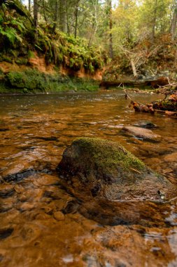 Ligatne nehri bulutlu bir sonbahar günü Letonya 'nın Ligatne kenti yakınlarında düşen yapraklar ve ağaçlarla birlikte manzaralı ormandan akıyor.