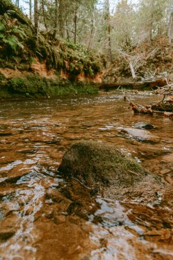 Ligatne nehri bulutlu bir sonbahar günü Letonya 'nın Ligatne kenti yakınlarında düşen yapraklar ve ağaçlarla birlikte manzaralı ormandan akıyor.