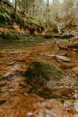 Ligatne nehri bulutlu bir sonbahar günü Letonya 'nın Ligatne kenti yakınlarında düşen yapraklar ve ağaçlarla birlikte manzaralı ormandan akıyor.