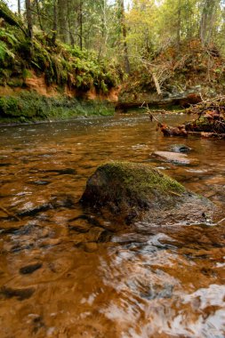 Ligatne nehri bulutlu bir sonbahar günü Letonya 'nın Ligatne kenti yakınlarında düşen yapraklar ve ağaçlarla birlikte manzaralı ormandan akıyor.