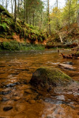 Ligatne nehri bulutlu bir sonbahar günü Letonya 'nın Ligatne kenti yakınlarında düşen yapraklar ve ağaçlarla birlikte manzaralı ormandan akıyor.