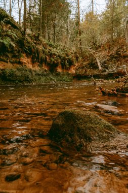 Ligatne nehri bulutlu bir sonbahar günü Letonya 'nın Ligatne kenti yakınlarında düşen yapraklar ve ağaçlarla birlikte manzaralı ormandan akıyor.