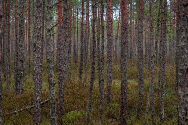 Letonya 'daki Kör Bataklık Yolu' ndaki çam ağacı ormanı