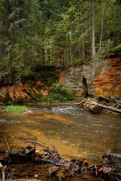 Ligatne nehri kıyısındaki kumtaşı kayalıkları Ligatne, Letonya yakınlarında düşen yapraklar ve ağaçlarla birlikte manzaralı ormanda yürüyüş parkurunda.