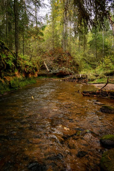 Ligatne nehri bulutlu bir sonbahar günü Letonya 'nın Ligatne kenti yakınlarında düşen yapraklar ve ağaçlarla birlikte manzaralı ormandan akıyor.