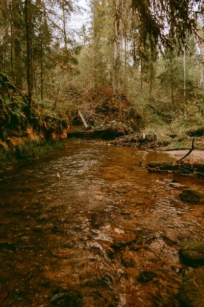 Ligatne nehri bulutlu bir sonbahar günü Letonya 'nın Ligatne kenti yakınlarında düşen yapraklar ve ağaçlarla birlikte manzaralı ormandan akıyor.