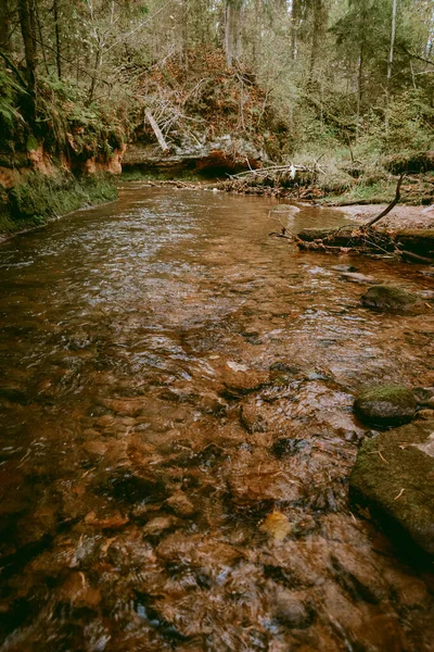 Ligatne nehri bulutlu bir sonbahar günü Letonya 'nın Ligatne kenti yakınlarında düşen yapraklar ve ağaçlarla birlikte manzaralı ormandan akıyor.