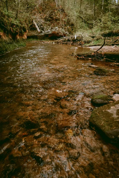 Ligatne nehri bulutlu bir sonbahar günü Letonya 'nın Ligatne kenti yakınlarında düşen yapraklar ve ağaçlarla birlikte manzaralı ormandan akıyor.
