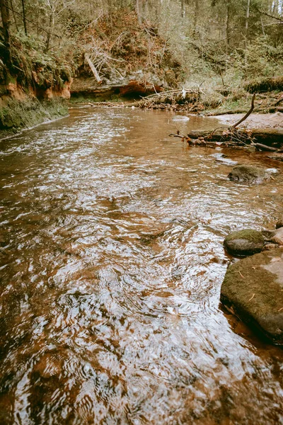 Ligatne nehri bulutlu bir sonbahar günü Letonya 'nın Ligatne kenti yakınlarında düşen yapraklar ve ağaçlarla birlikte manzaralı ormandan akıyor.
