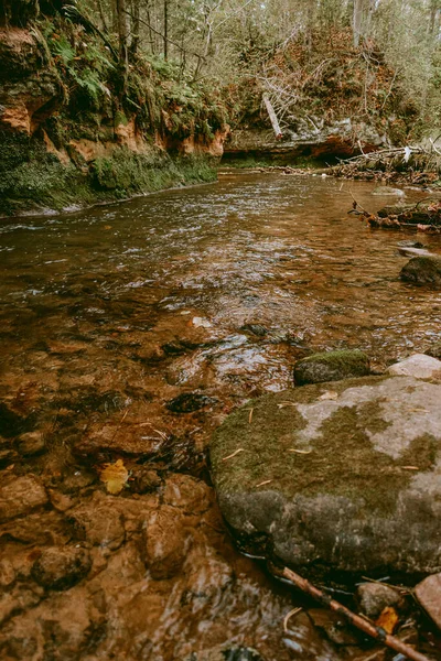 Ligatne nehri bulutlu bir sonbahar günü Letonya 'nın Ligatne kenti yakınlarında düşen yapraklar ve ağaçlarla birlikte manzaralı ormandan akıyor.