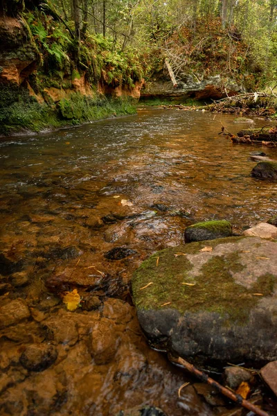 Ligatne nehri bulutlu bir sonbahar günü Letonya 'nın Ligatne kenti yakınlarında düşen yapraklar ve ağaçlarla birlikte manzaralı ormandan akıyor.