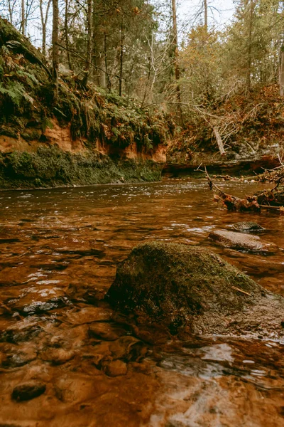 Ligatne nehri bulutlu bir sonbahar günü Letonya 'nın Ligatne kenti yakınlarında düşen yapraklar ve ağaçlarla birlikte manzaralı ormandan akıyor.