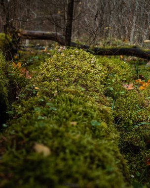 Üzerinde sarı yapraklar olan ölü bir ağaçta büyüyen yeşil yosun.