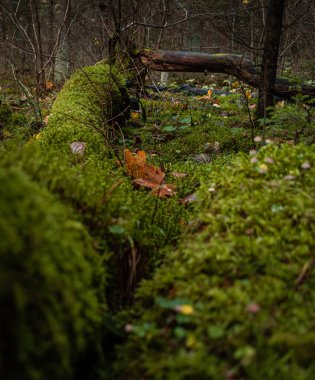Üzerinde sarı yapraklar olan ölü bir ağaçta büyüyen yeşil yosun.