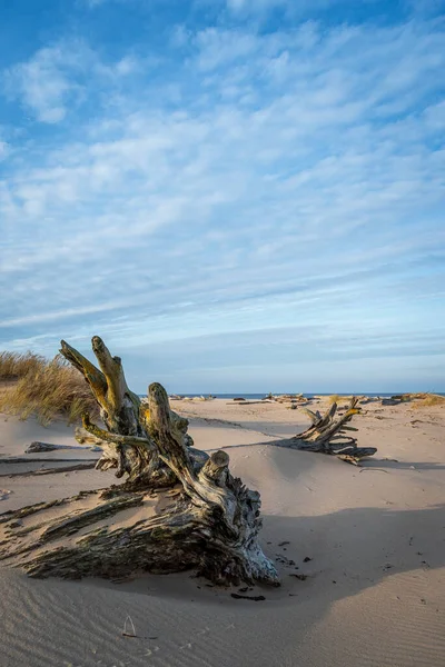 Letonya Karnikava Yakınlarındaki Baltık Denizi Kıyısındaki Kumda Devrilmiş Yaşlı Ağaçlar Stok Fotoğraf