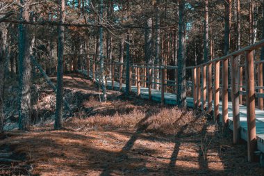 Purciems, Letonya 'daki Beyaz Kumul' un oradaki tahta patika güneşli yaz gününde yeşil ormanlarla çevrili.