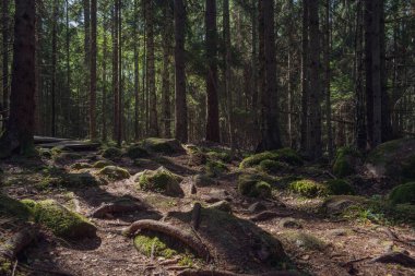 Güneş ışınlarıyla gelen ve çevreyi aydınlatan güzel kasvetli orman.