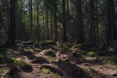 Güneş ışınlarıyla gelen ve çevreyi aydınlatan güzel kasvetli orman.