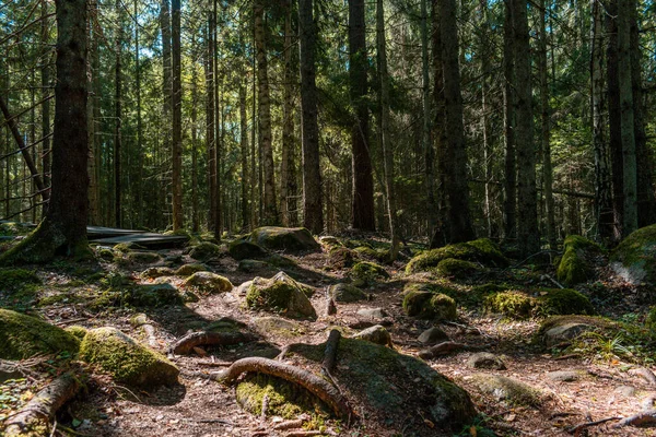 Güneş ışınlarıyla gelen ve çevreyi aydınlatan güzel kasvetli orman.