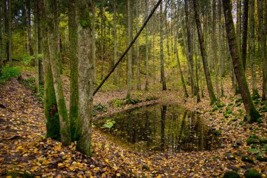 Bulutlu ve kasvetli sonbahar gününde Dobele, Letonya yakınlarındaki gizemli Pokaini Ormanı 'nda sihirli gölcükler oluşur.