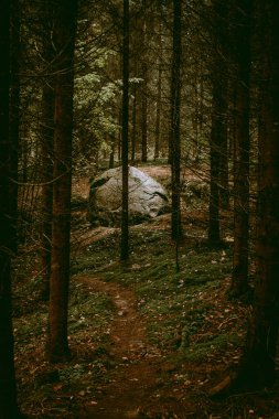 Bulutlu bir sonbahar günü Letonya, Dobele yakınlarındaki Pokaini Ormanı 'nda büyük bir kaya yığını.