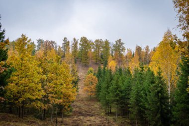 Güzel ve gizemli Pokaini Ormanı. Bulutlu bir sonbahar gününde yaprakları olan.