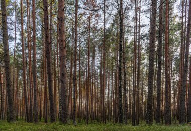 Letonya 'nın Jurmala kenti yakınlarındaki Kemeri Milli Parkı' nda gün batımında çam ağacı ormanı
