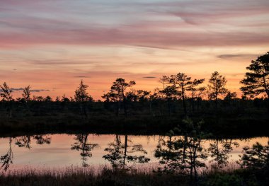 Muhteşem Kemeri bataklığı Jurmala, Letonya yakınlarındaki Kemeri Milli Parkı 'nda güzel ve renkli günbatımında