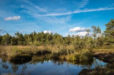 Letonya, Jurmala yakınlarındaki Kemeri Ulusal Parkı 'ndaki Raganu (Cadı) bataklığında renkli sülfür göleti patikası