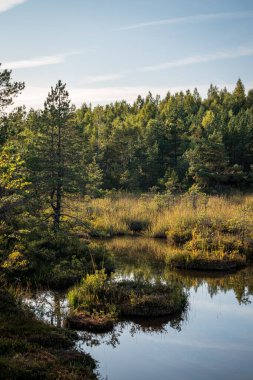 Letonya, Jurmala yakınlarındaki Kemeri Ulusal Parkı 'ndaki Raganu (Cadı) bataklığında renkli sülfür göleti patikası