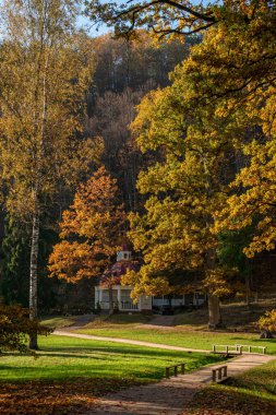 Sigulda, Letonya 'daki Gauja Ulusal Parkı' nda güneşle aydınlanan güzel ve renkli bir orman.