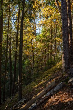 Sigulda, Letonya 'daki Gauja Ulusal Parkı' nda güneşle aydınlanan güzel ve renkli bir orman.