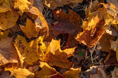 Yere düşen renkli sonbahar yaprakları. Güneşin aydınlattığı.