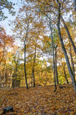 Sigulda, Letonya 'daki Gauja Ulusal Parkı' nda güneşle aydınlanan güzel ve renkli bir orman.