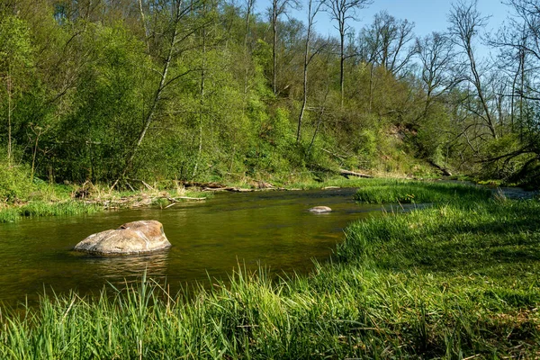 Řeka Imula Teče Lesem Během Slunečného Jarního Dne Stock Fotografie