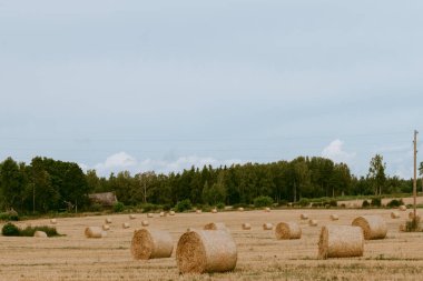 Tarlada saman yığınları ve arka planda bulutlu mavi gökyüzü.