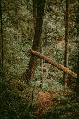 Yeşillik bir ormanda yürüyüş yapmak. Devrilmiş ağaçlar ve arka planda akan bir nehir. Koyu ve karamsar filtre