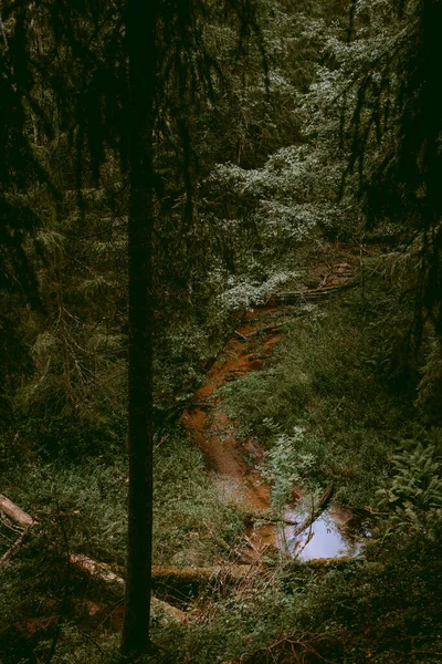 Río Que Fluye Través Bosque Oscuro Malhumorado Árboles Caídos Pequeño — Foto de Stock