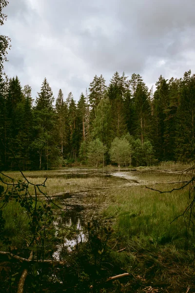 Petit Étang Couvert Végétation Mauvaises Herbes Avec Une Forêt Feuilles — Photo