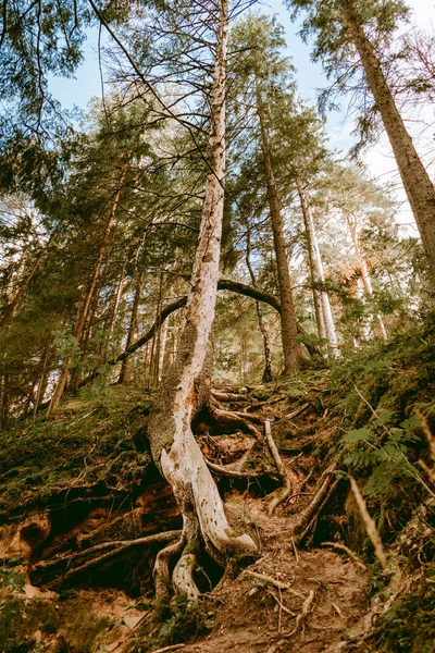 Arbre Ancien Pourrissant Montrant Les Racines Dans Une Forêt Luxuriante — Photo