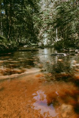 Sıcak ve güneşli bir yaz gününde Loja nehri tatlı yeşil bir ormanın içinden akıyor.